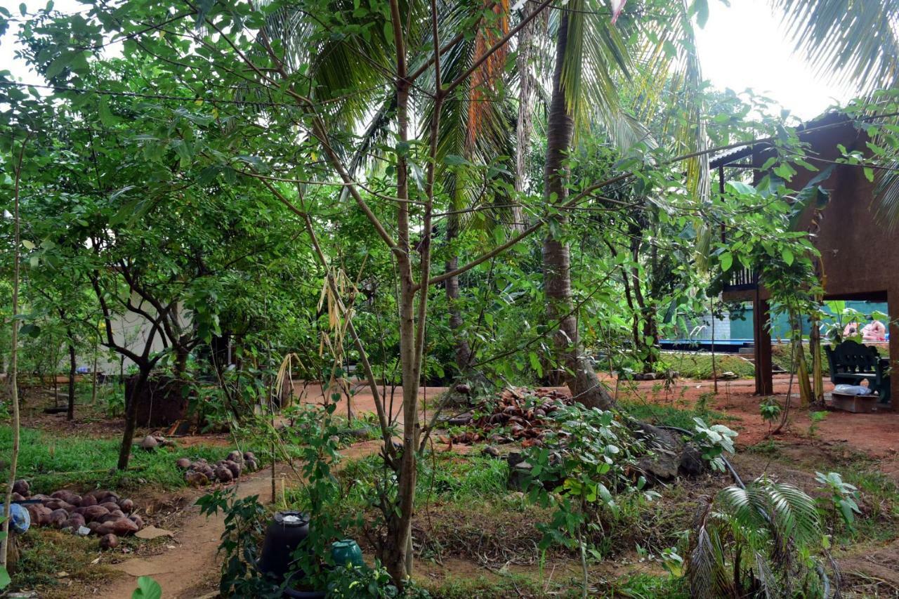 Sun And Green Eco Lodge - Дамбулла Екстер'єр фото